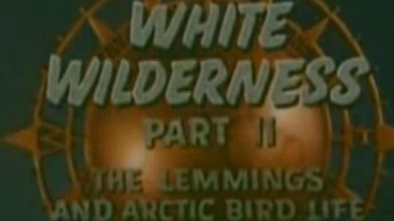 The title card for White Wilderness Part II: The Lemmings And The Arctic Birds