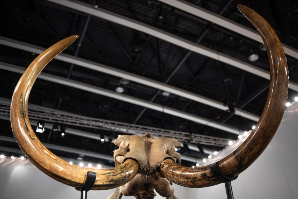 Wolly mammoth skeleton.