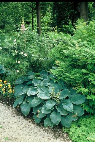 foliage plants: hostas