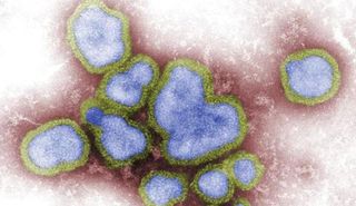 Paraziták az influenza emberben - Paraziták az influenza emberben