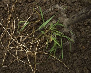 digging up couch grass roots with garden fork