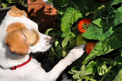 Small Dog With Red Collar At Tomato Plant