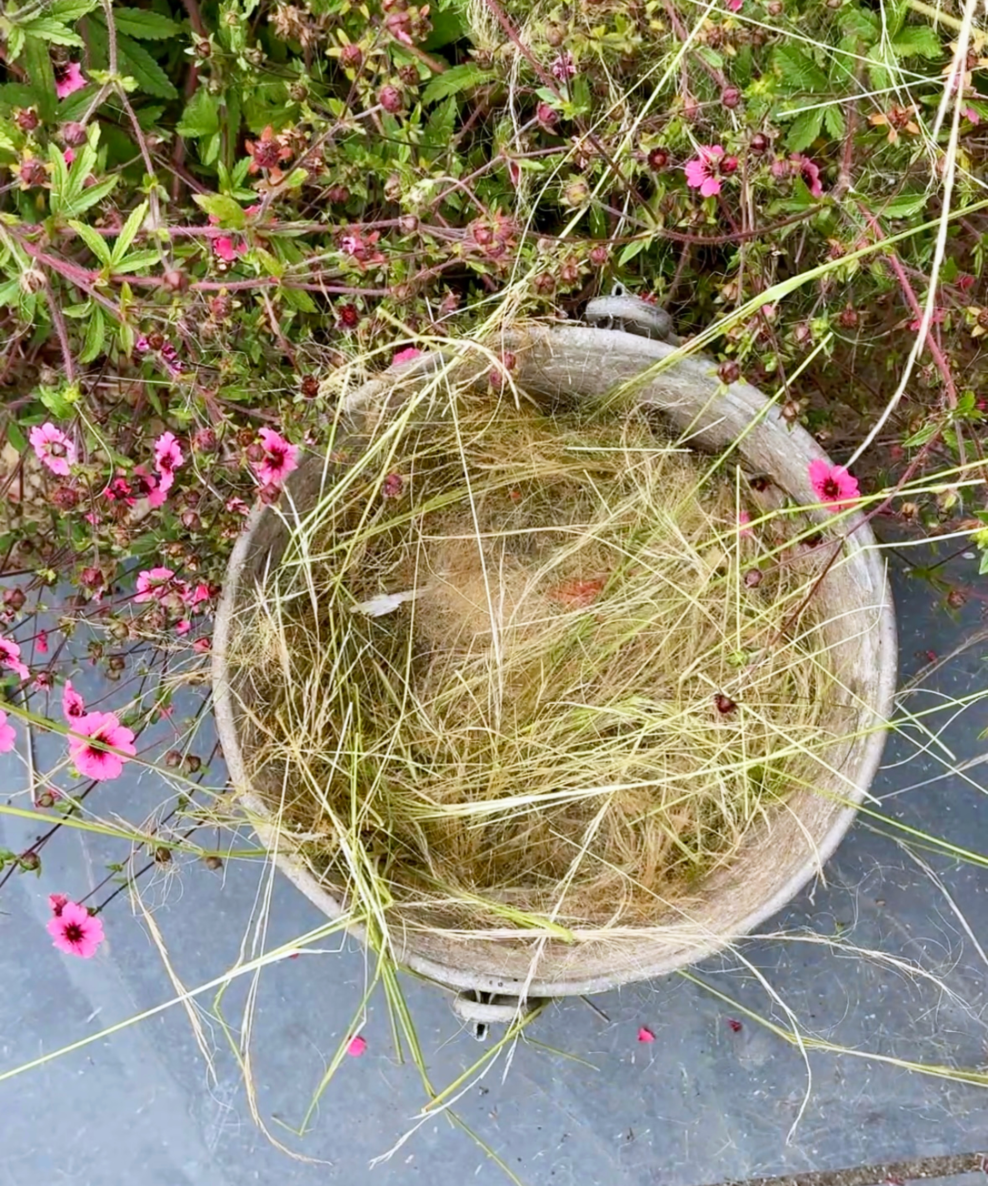 removing excess seedheads from ornamental grasses to reduce self-seeding and weeding