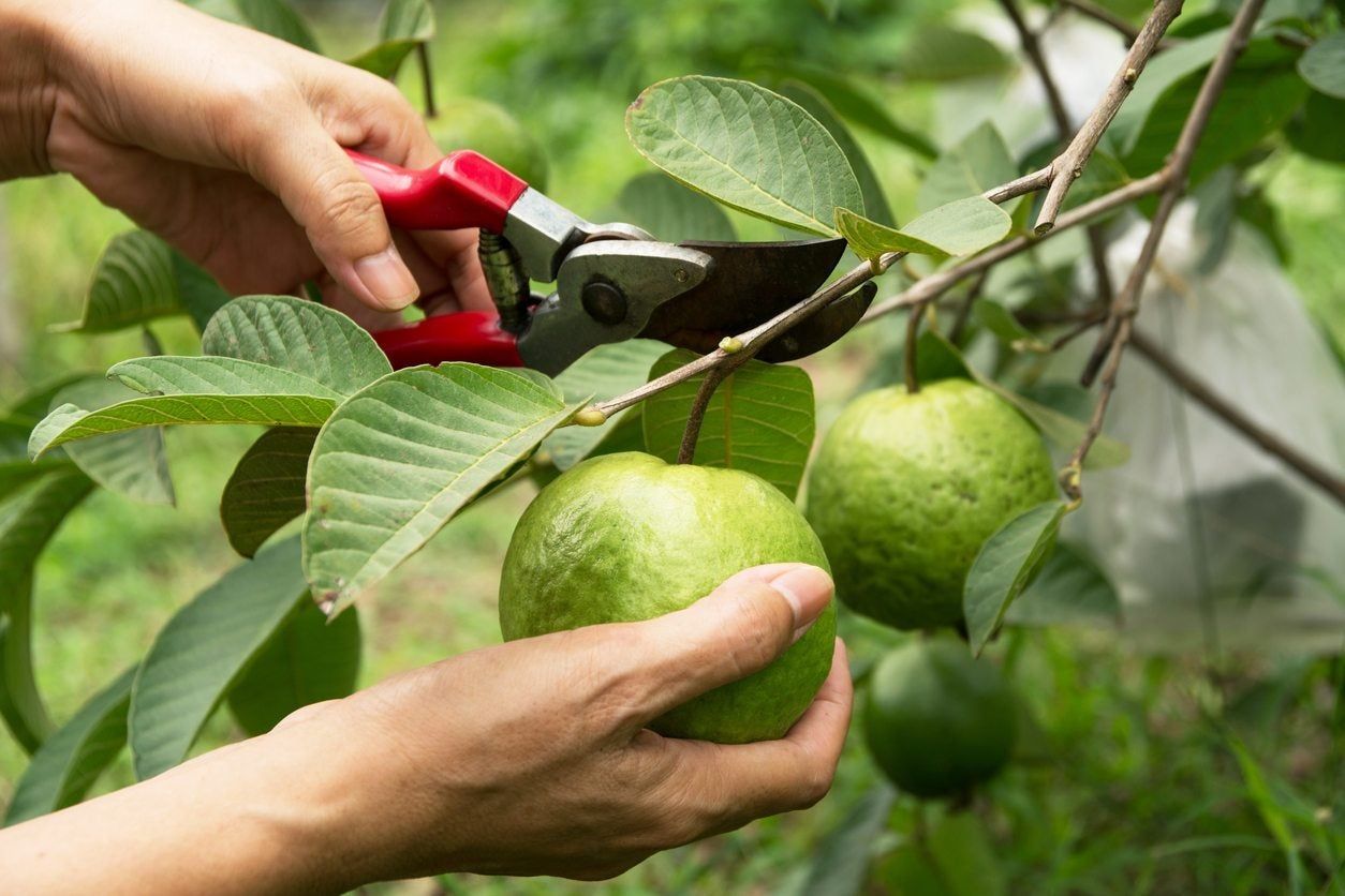 prune guava