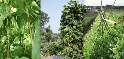 when to pick green beans and bush beans