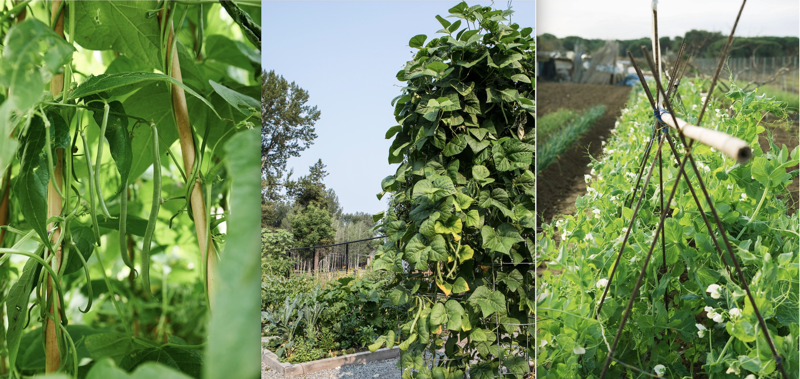 When To Pick Green Beans For Crisp And Sweet Pods When To Pick Green Beans For Crisp And Sweet Pods
