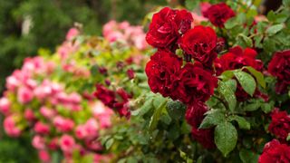 A red and pink rose bush