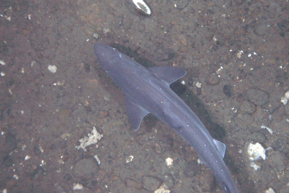 habcam, ocean habitat, marine life images