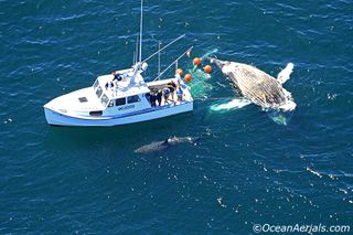 On Aug. 27, 2010, off the coast of Chatham, Mass., fish-spotter Wayne Davis helped guide researchers to a dead humpback whale, being circled by a great white. The researchers tied the humpback whale to the boat and put down a cage to observe the shark up close.