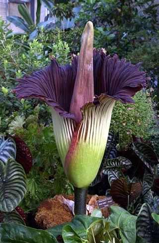 A corpse flower in bloom in 2003 at the United States Botanic Garden. This was the second time the then 10-year-old plant had bloomed; the first was in 2001.