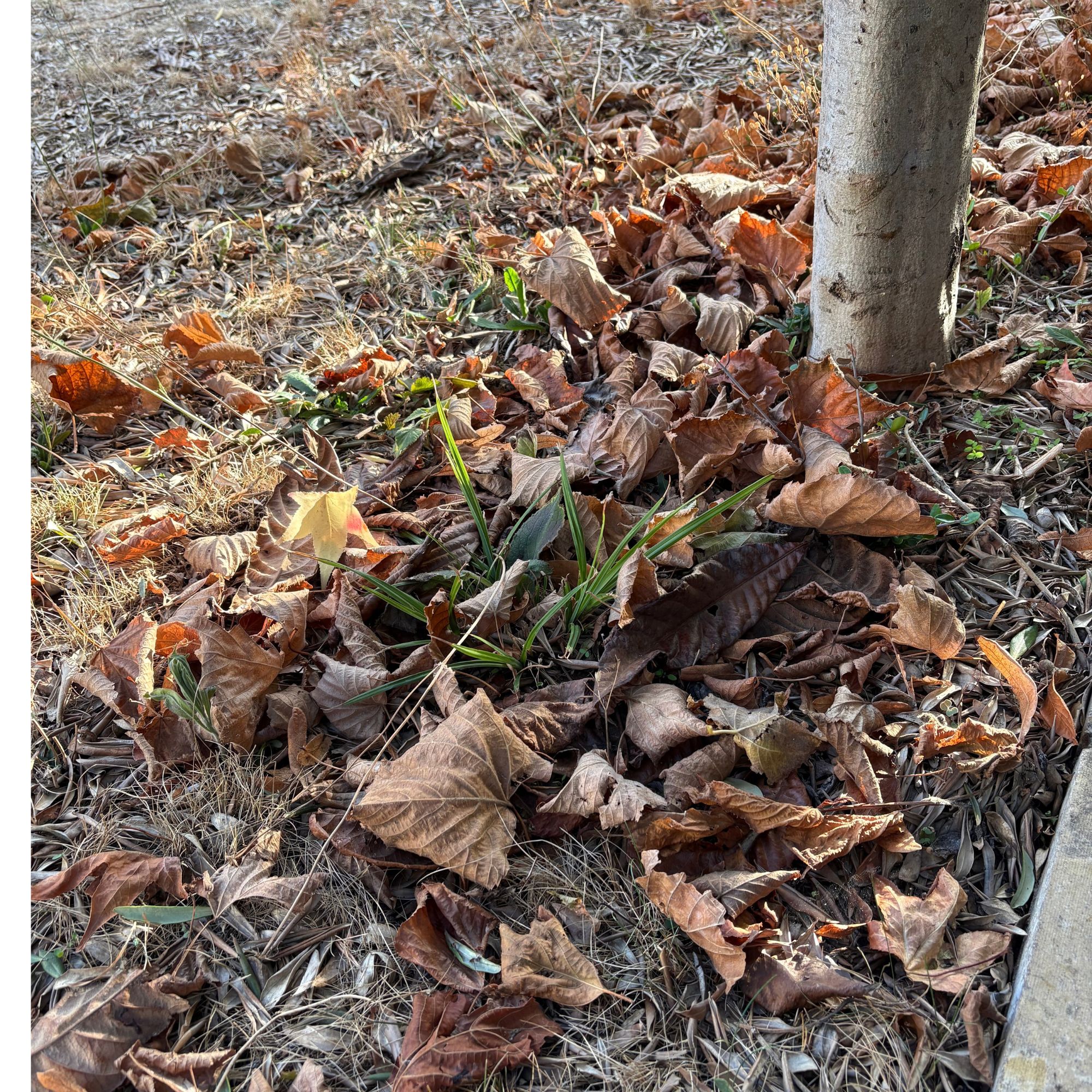Fallen leaves in autumn garden