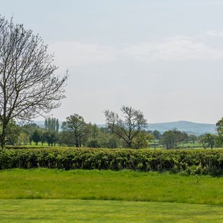 garden with plants and trees