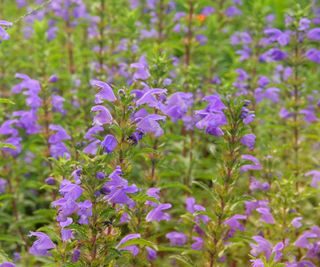 purple Melissa officinalis (lemon balm) flowers