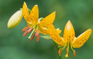 Whorled martagon (Lilium hansonii), Haren, Emsland, Lower Saxony