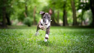 Dog running in park