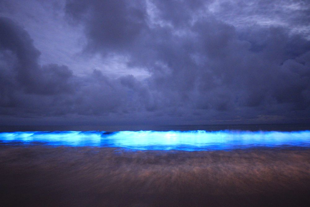 Ghostly Blue Glow in Tasmania Bay May Signal Trouble | Live Science