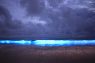 A beach in Tasmania, an island off the south coast of Australia, was bathed in an eerie, bluish glow, thanks to a large bloom of bioluminescent algae.