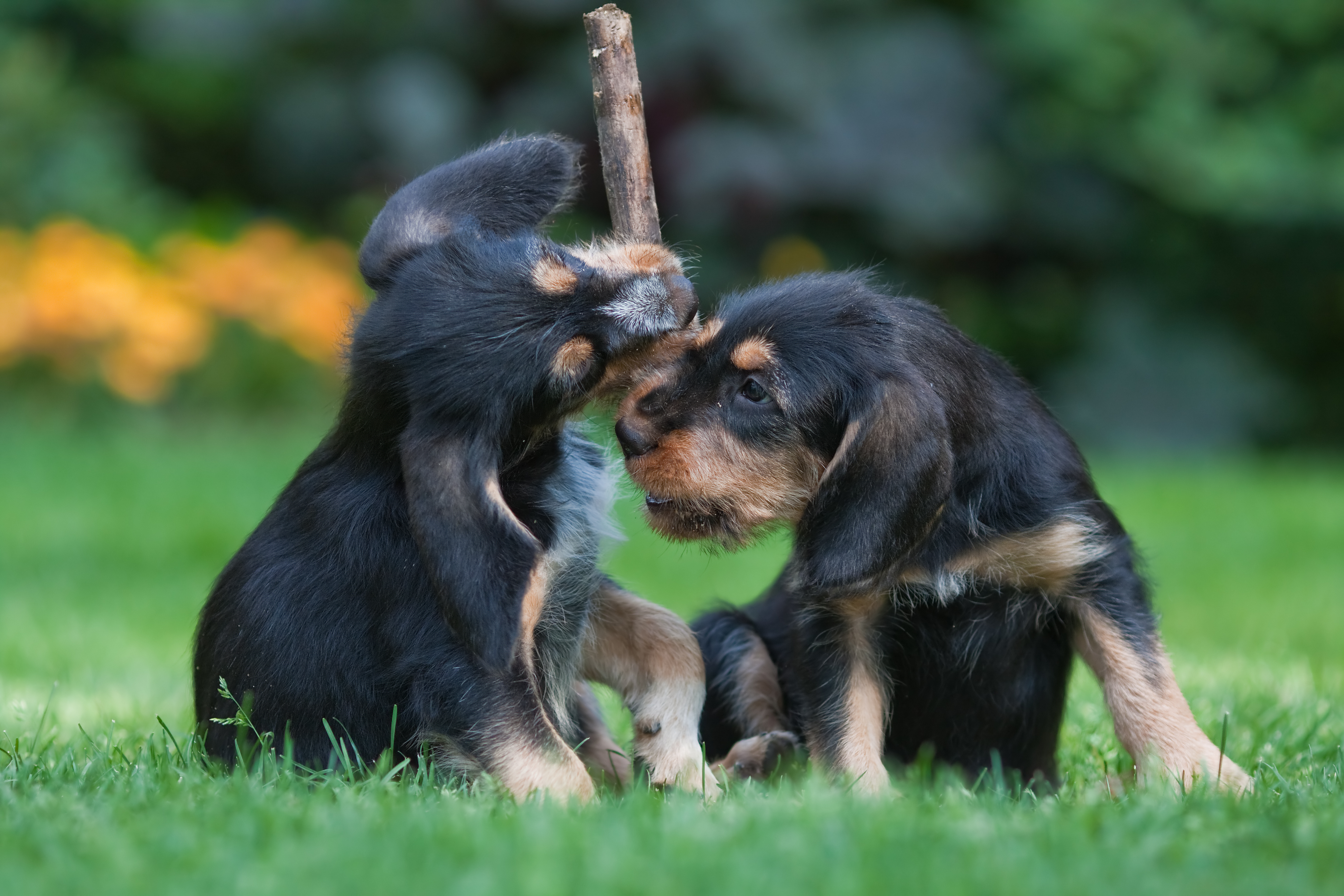 Two otterhound puppies playing on grass, one holding a stick while the other tugs at it, both with shaggy black-and-tan coats.