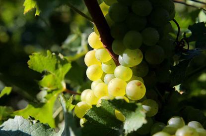 image of Chardonnay grapes