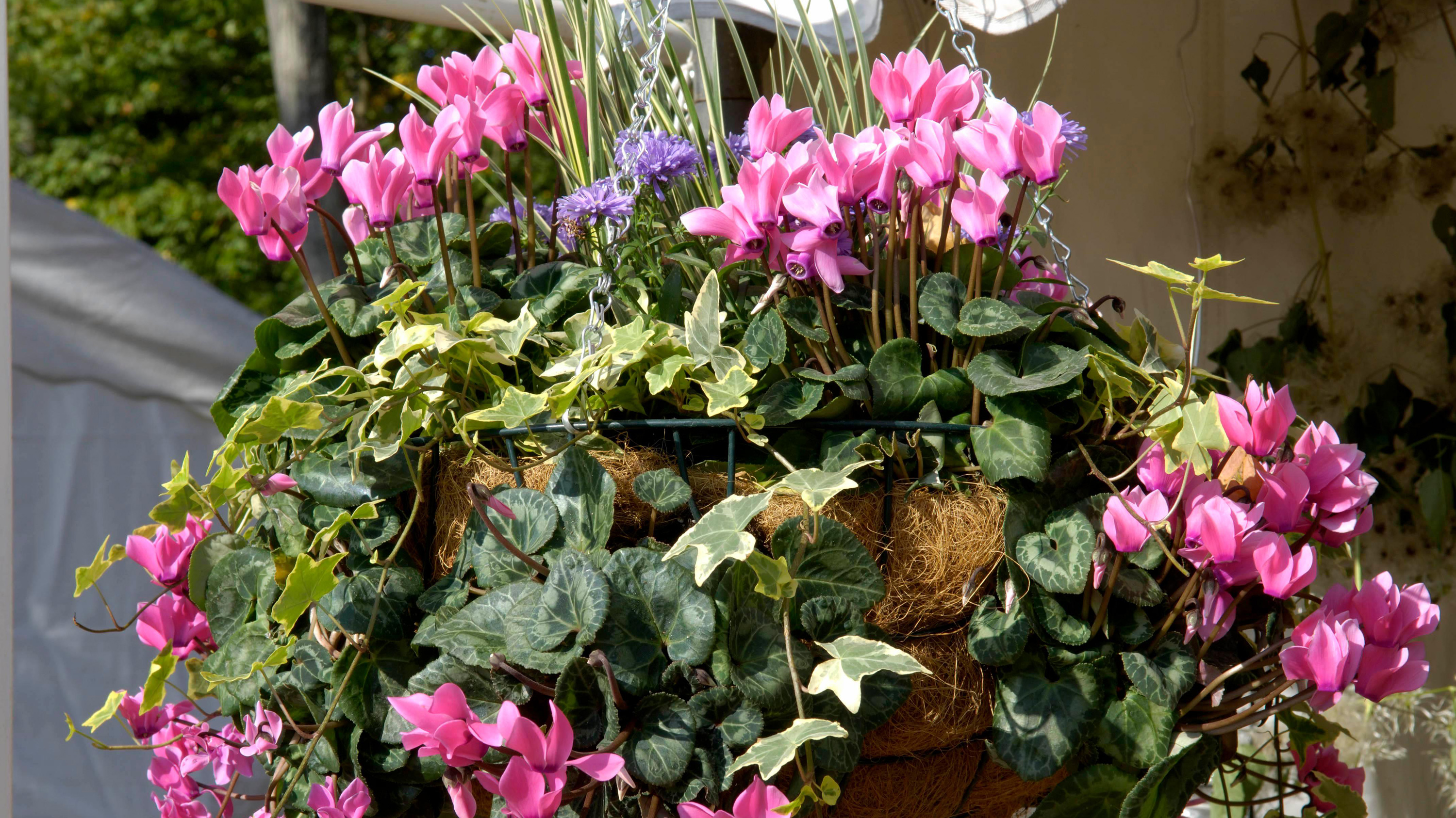 plants for winter hanging baskets inject colour and interest into your seasonal displays gardeningetc strawberries in