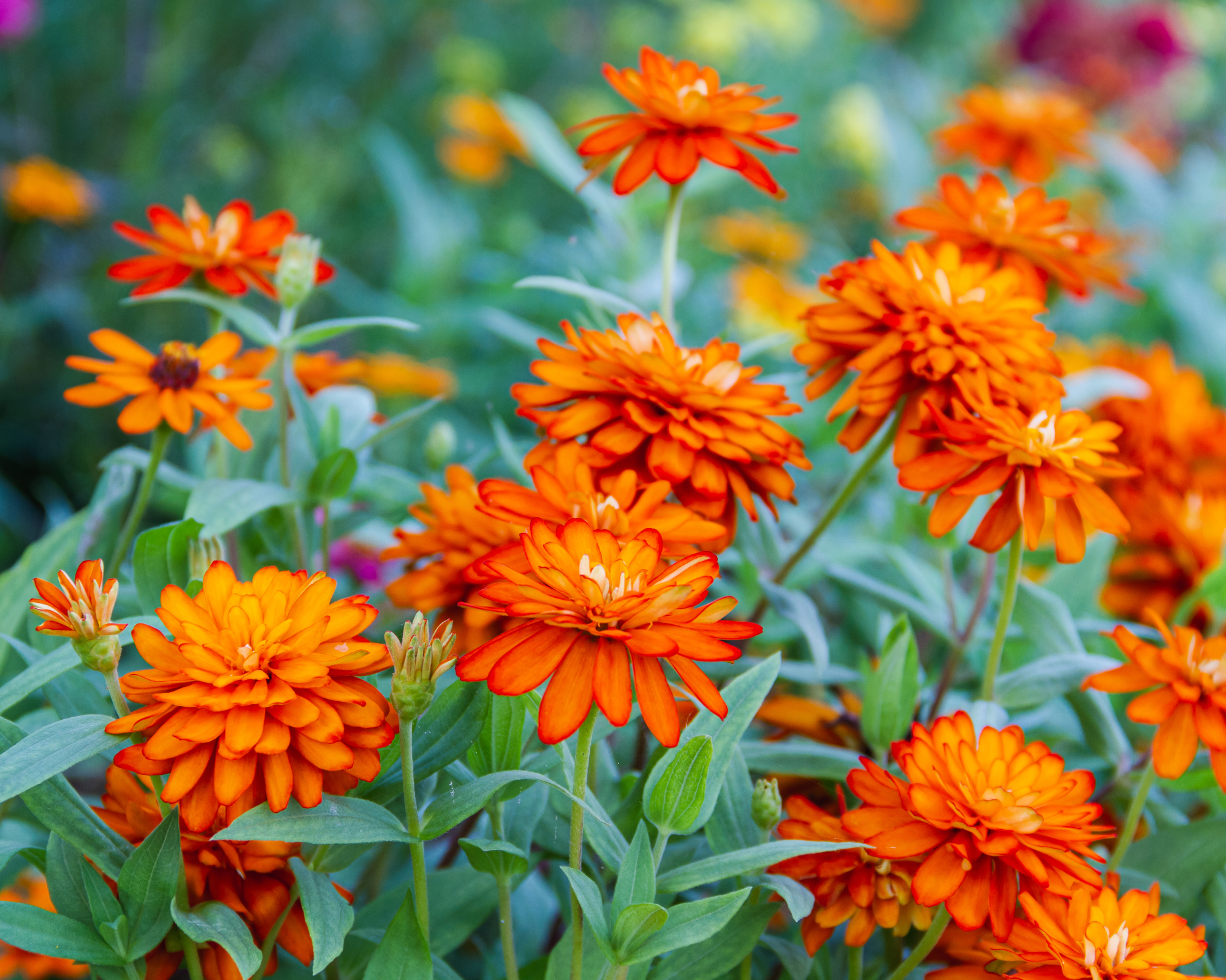 orange zinnia zahara flowers growing in a garden border
