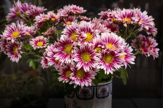 pink and yellow chrysanthemums in a vase