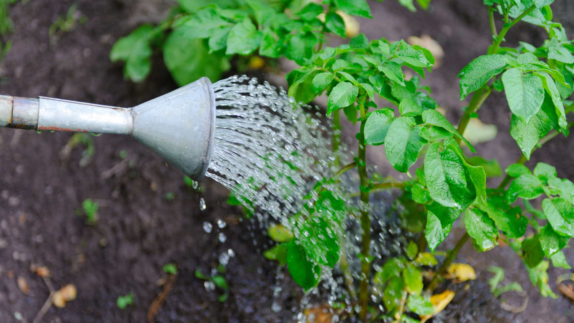 watering can watering potato plants 