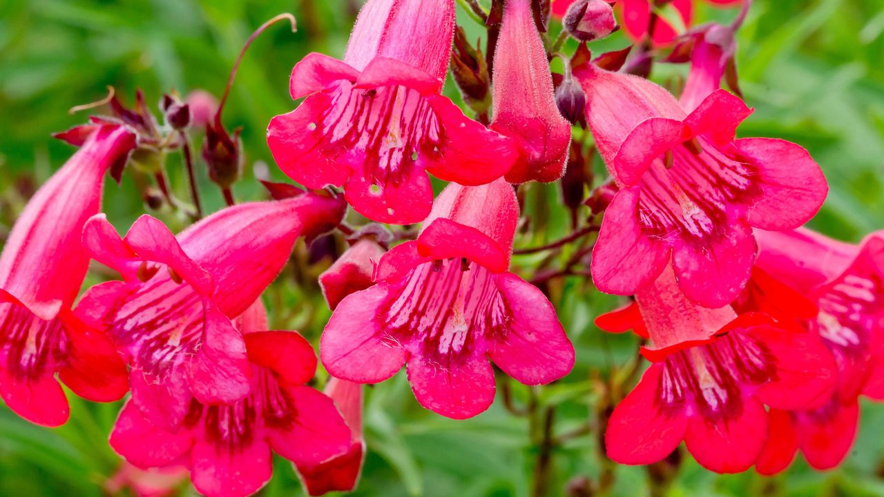 April gardening jobs include cutting back penstemons such as this &#039;Windsor Red&#039; variety