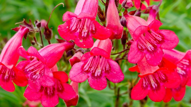 April gardening jobs include cutting back penstemons such as this 'Windsor Red' variety