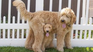 Goldendoodle adult and puppy