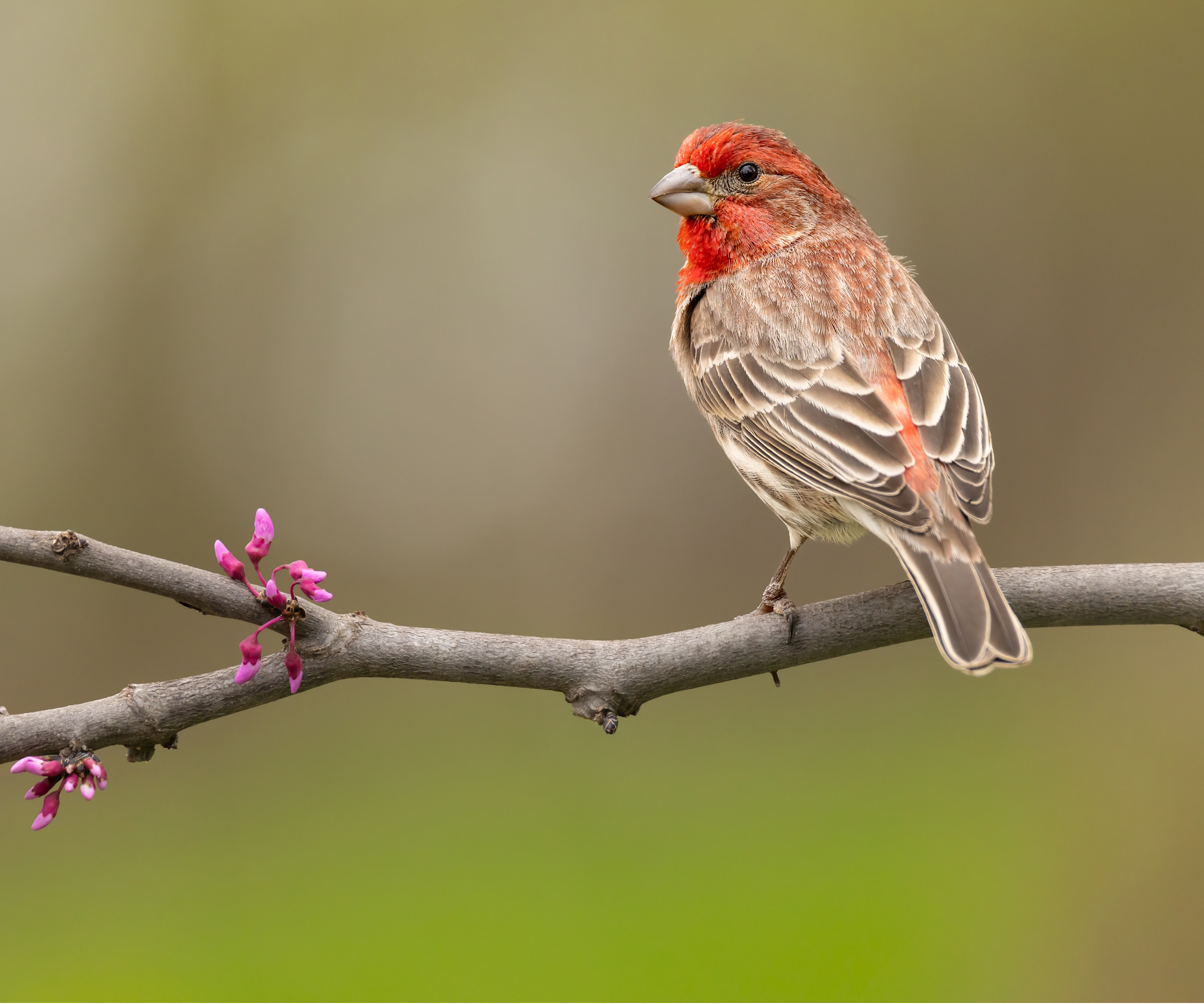 House finch on blossom branch