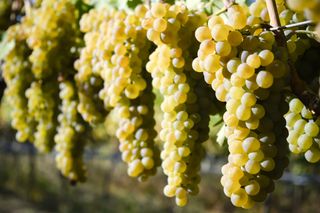 Viognier wine grapes