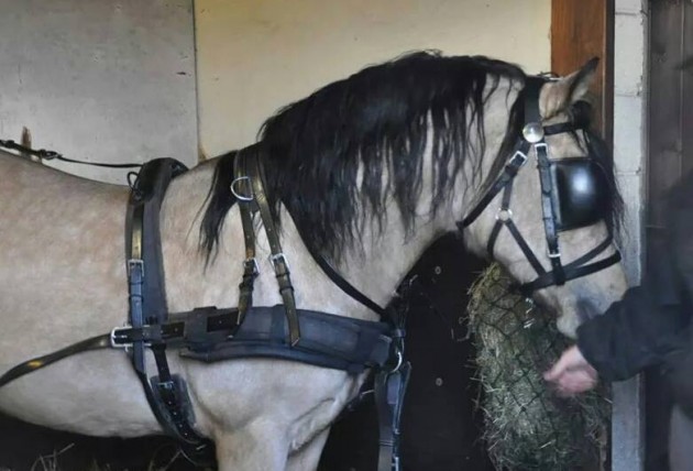 Wearing blinkers