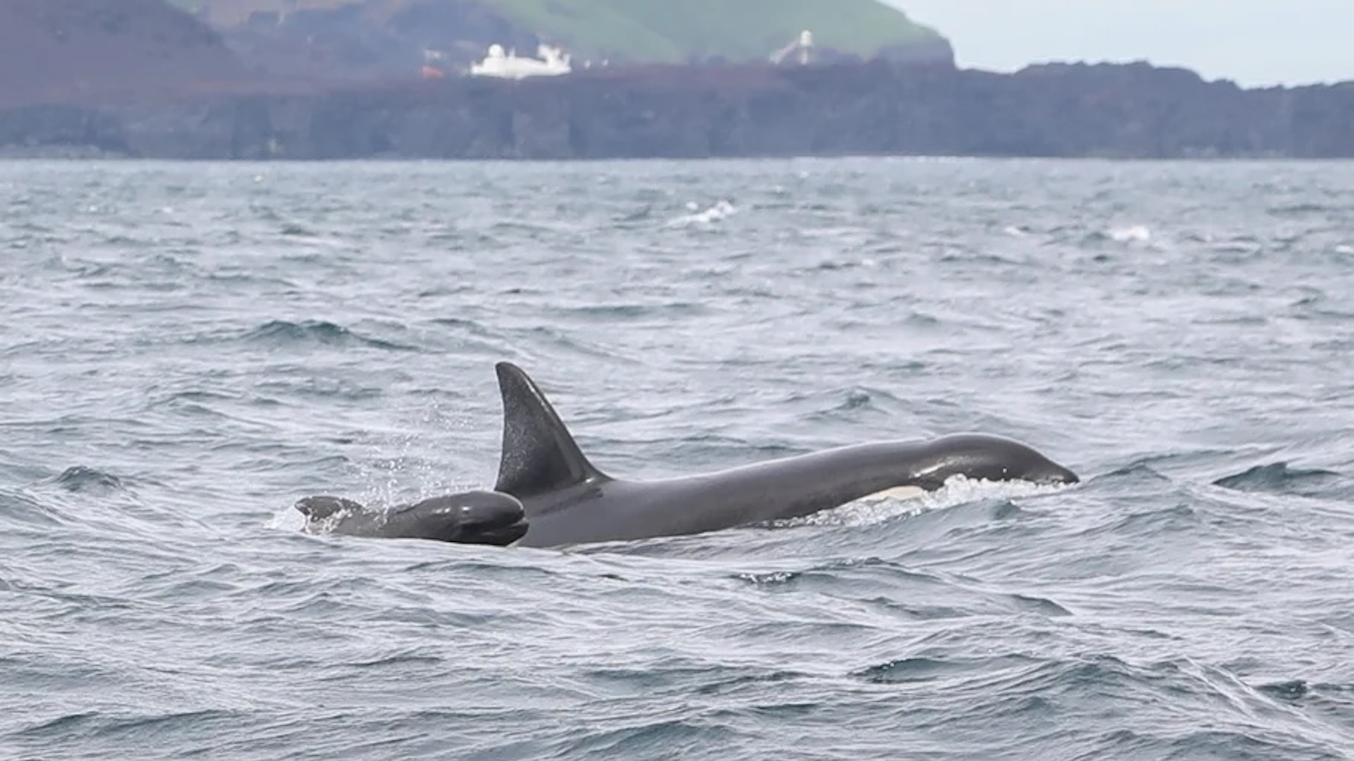 a small pilot whale swims behind a killer whale