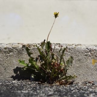 A pioneering plant scratches out a living on the streets of Holocene San Francisco.