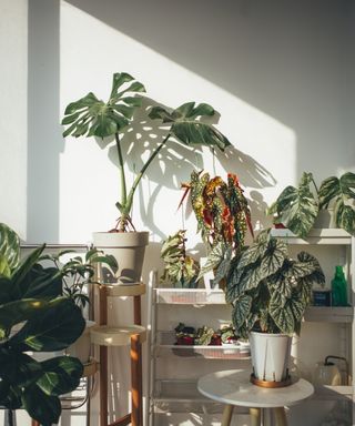 Houseplants on plant stands