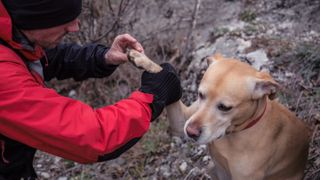 Hiker and dog with an injured paw