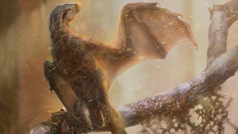 what is the most smallest dinosaur