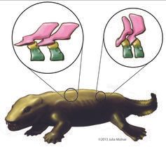 Vertebrae (backbone elements) of the early amphibious animal Ichthyostega.