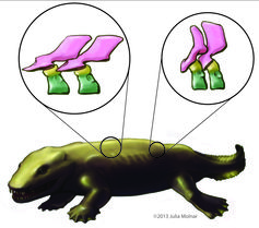 Vertebrae (backbone elements) of the early amphibious animal Ichthyostega.
