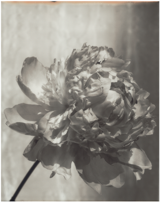 black and white image of flower