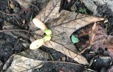 charcoal atypical myopathy