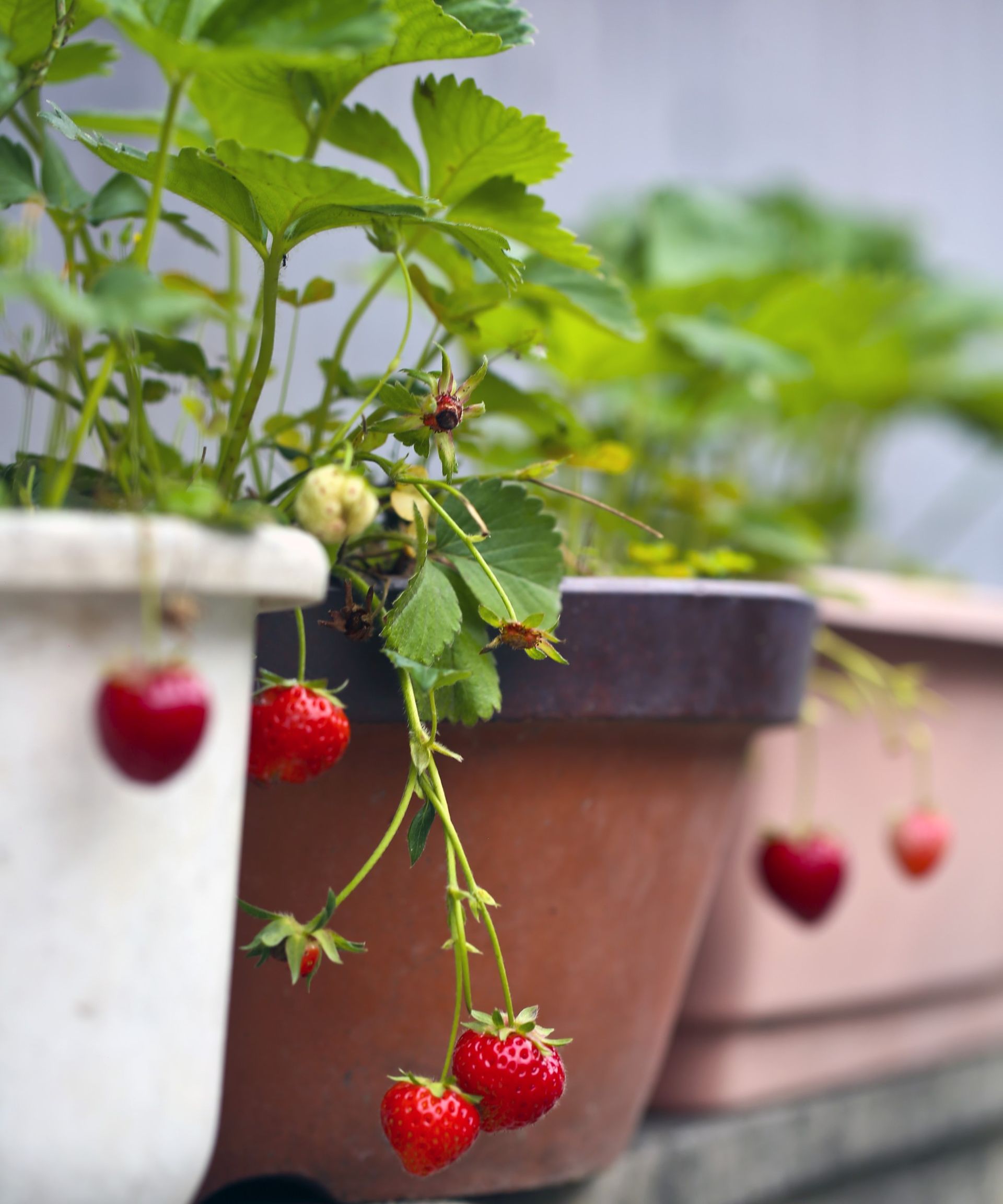 How to grow strawberries in pots and hanging baskets | Homes & Gardens