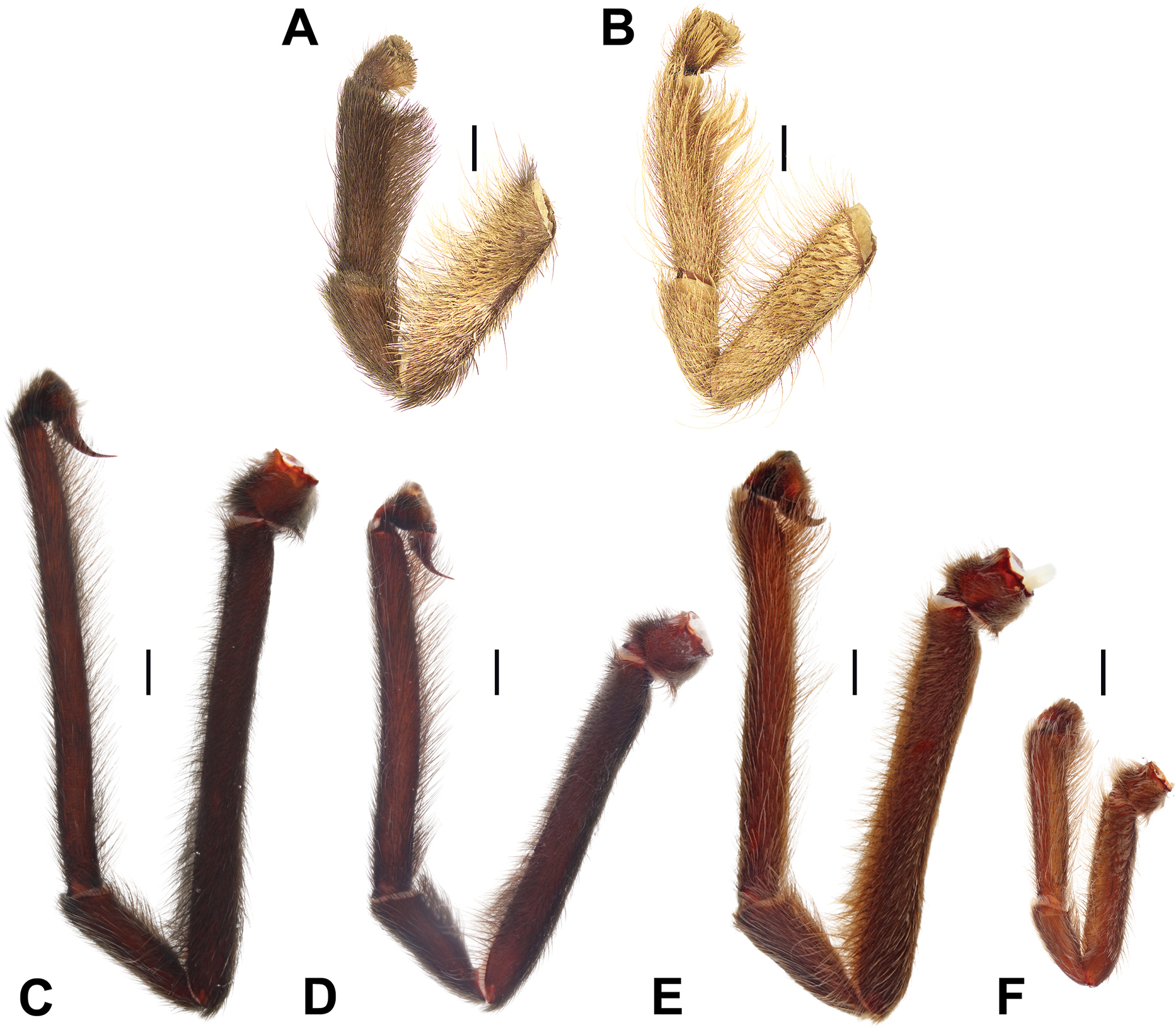 A figure from a study showing the palps, or genitals, of newfound tarantula species.