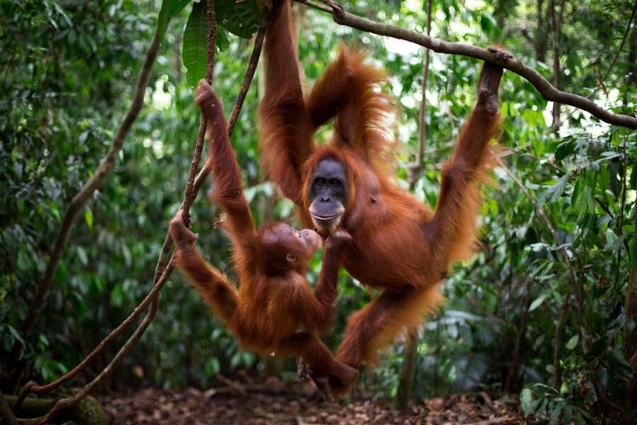 Stunning wildlife photography scoops top prize at Environmental ...