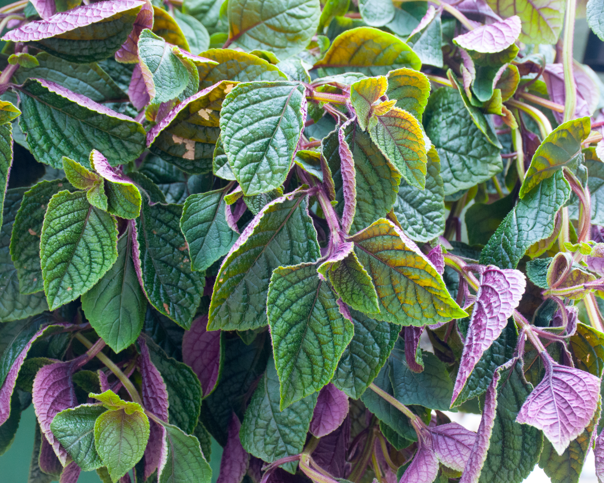 Dark green and purple leaves of 'Nico' cultivar of swedish ivy