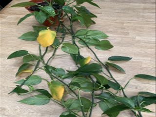 pothos plant with leaves turning yellow