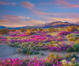 Desert landscape with pink flowers in bloom