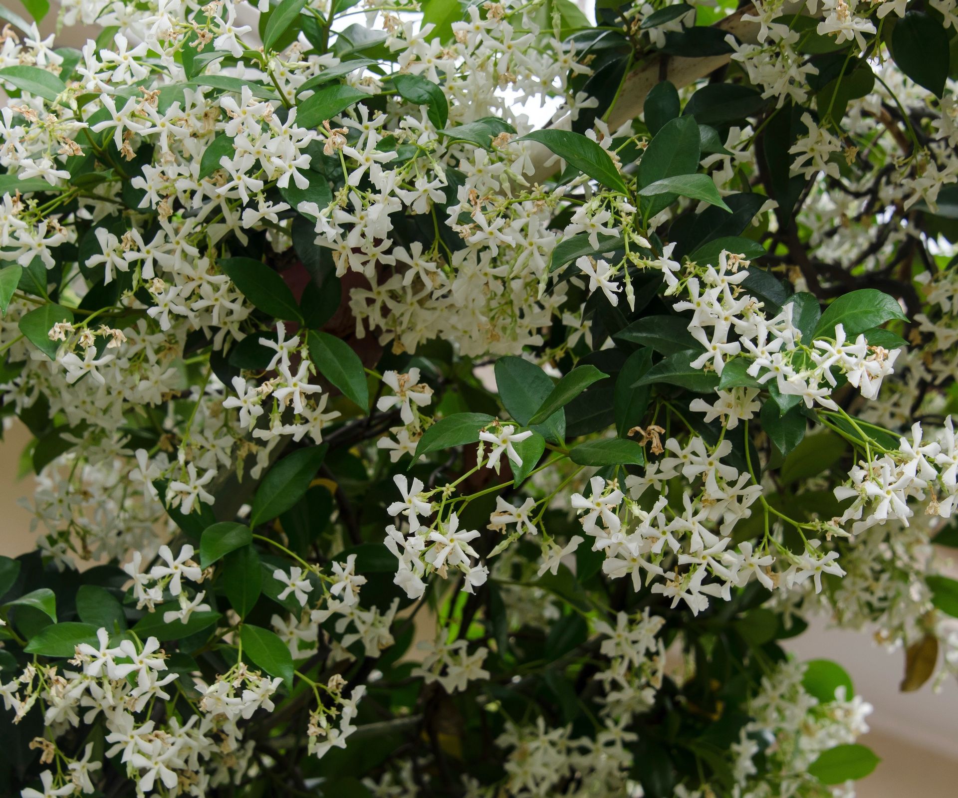 White star-shaped flowers on green leaves