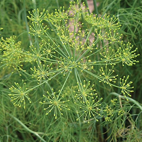 Burpee Elephant Dill Seeds 500 Seeds